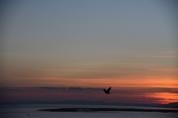 The Bird on Day 2 (2022)