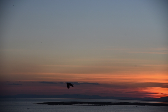 The Bird on Day 2 (2022)