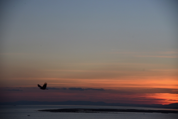 The Bird on Day 2 (2022)